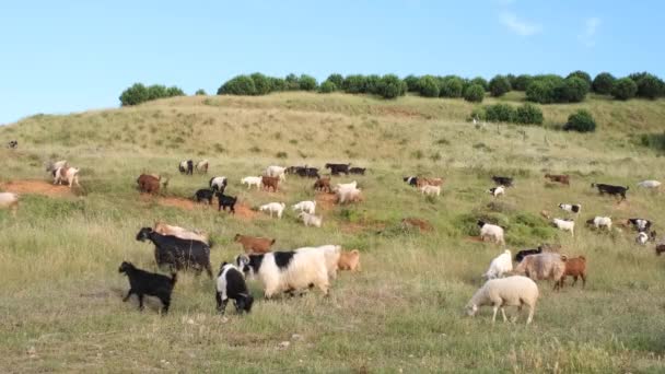 Stádo ovcí a koz na pastvinách Eid al Adha — Stock video