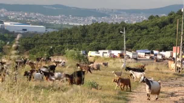 Mandria di pecore e capre nel pascolo e vista della città in lontananza — Video Stock