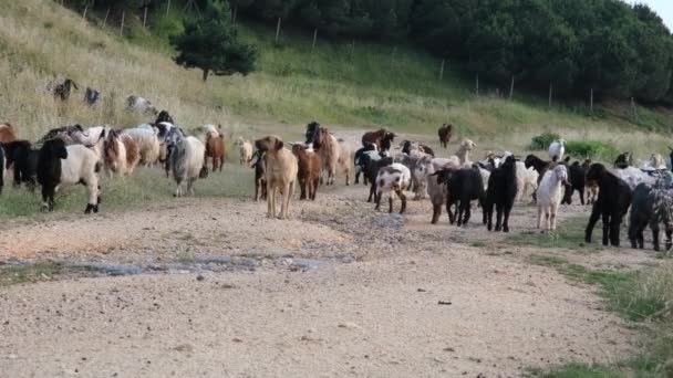 Stádo ovcí a koz a ovčák pes na pastvině Eid al Adha — Stock video