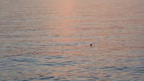 Ηρεμία Θάλασσα στο ηλιοβασίλεμα και το φως του ήλιου αντανακλάται στο νερό — Αρχείο Βίντεο