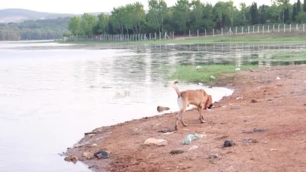 Дрожащая собака, собака, выходящая из воды у озера и высушивающая ее, возле озера — стоковое видео