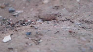 Karınca kolonisi, kum yığınındaki karınca kolonisi, 2 versiyon.