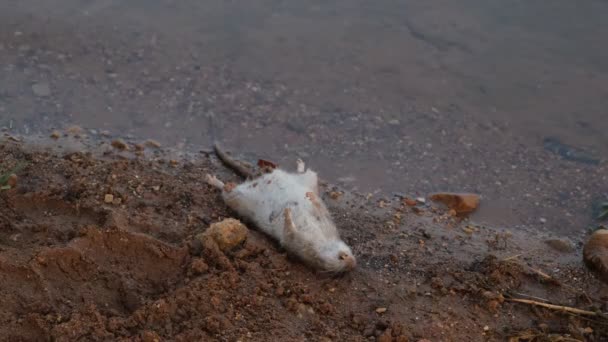 Rata muerta, un gran mause muerto arrastrado en la playa, cerca del lago — Vídeos de Stock