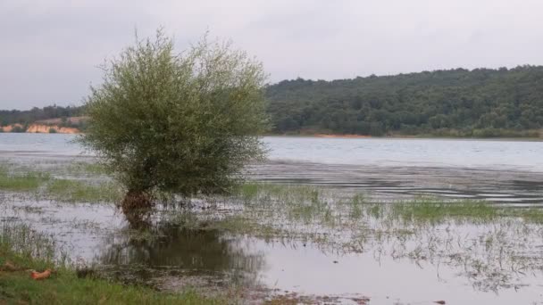 Árbol en el similar, árbol entre la hierba en el medio de las montañas y el lago — Vídeo de stock