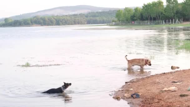 psi třesoucí, dva psi třesoucí se uvnitř krásného jezera, suchý pes