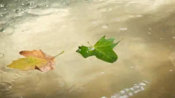 Wody i jesieni, dwa liście spadają do małego stawu wodnego jesienią. — Wideo stockowe