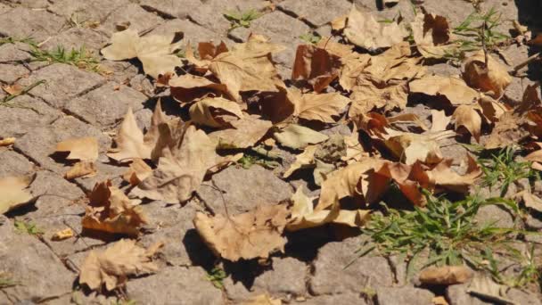 Осенние листья, человек толкает листья ногой, осенью — стоковое видео