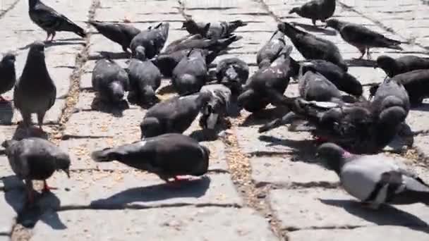 Nalákaní holubi, mnoho holubů se láká na betonovou podlahu, za slunečného dne — Stock video