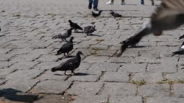 Palomas y niños, cebo palomas y niños corriendo, en el parque — Vídeos de Stock