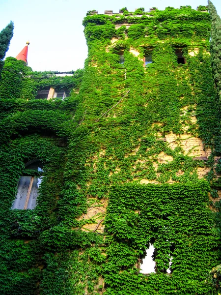 Die Burg Ist Mit Traubenblättern Bedeckt Ein Schloss Dickicht Das — Stockfoto