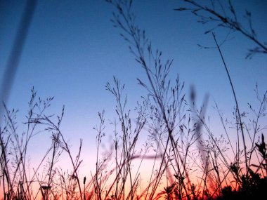 Çimlerin arasından gün batımı manzarası. Doğada gün batımı. Çim makro fotoğrafçılığı. Akşam, serinlik, yaz.