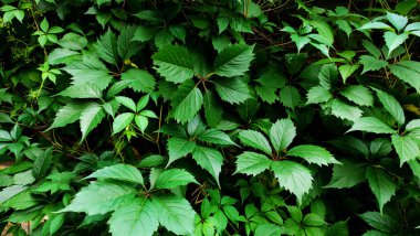 Çerçevesinde kocaman siyah yapraklı yabani üzümler. 