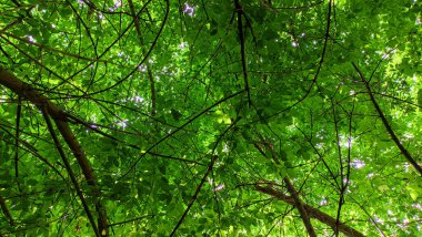 Bir yaz günü taçların üzerinde ağaçların ve yaprakların mistik manzarası. 