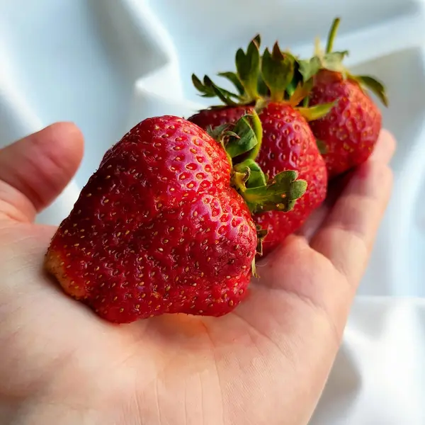 Drei Große Erdbeeren Liegen Einer Reihe Der Hand Eines Mannes — Stockfoto