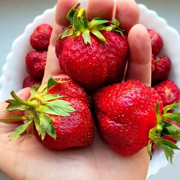 Drei Große Erdbeeren Der Hand Eines Mannes Auf Der Handfläche — Stockfoto