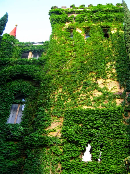 Castelo Está Coberto Folhas Uva Castelo Nos Matagais Edifício Está — Fotografia de Stock