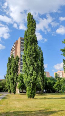 Şehir manzarasında yüksek binalı ve gökyüzü manzaralı uzun yeşil kavak ağacı. Parlak şehir ve arkaplan 