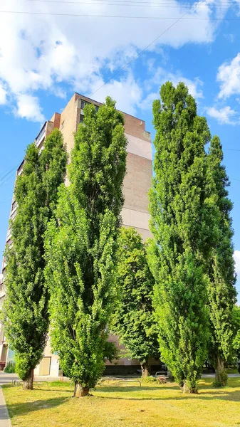 Θέα Από Τρία Δέντρα Μπροστά Από Ένα Φωτεινό Κτίριο Μια — Φωτογραφία Αρχείου