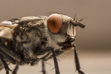 Bir sineğe yakın çekim - Makro fotoğrafçılık