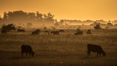 Buenos Aires 'teki büyük bir tarlada ot yiyen inekler.
