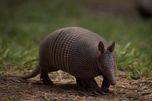 Petit Mammifère Herbivore Communément Appelé Mulita Peludo Quirquincho Armadillo Tat — Photo