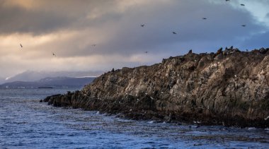Tepede bir sürü deniz kurdu ve karabatak adı verilen karabatak adı verilen deniz kuşlarının bulunduğu küçük adalar Ushuaia, Tierra del Fuego, Arjantin 'deki Otaria alevleri.