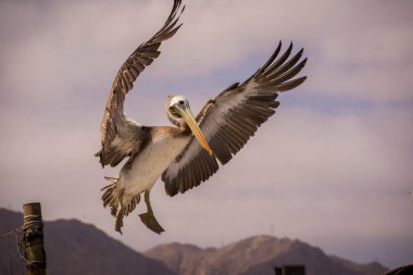 Landing  pellican with extended wings and mountains at the background. Pelecanus Thagus, pelcano, alcatraz, huajache. Antofagasta, Chile