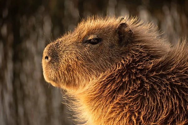 Tiro Dianteiro Uma Capibara Molhada Que Olha Para Sol Tarde — Fotografia de Stock