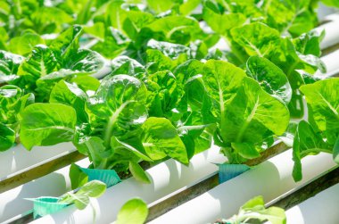 Yiyecek üretim teknolojisi konsepti için hidroponik çiftlikte kapalı yeşil marul sebzesi.
