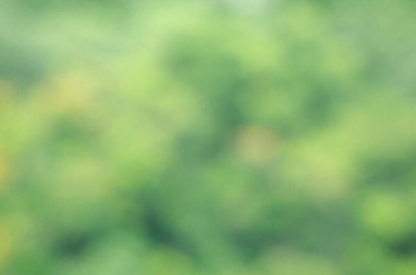 Abstract green blur natural background