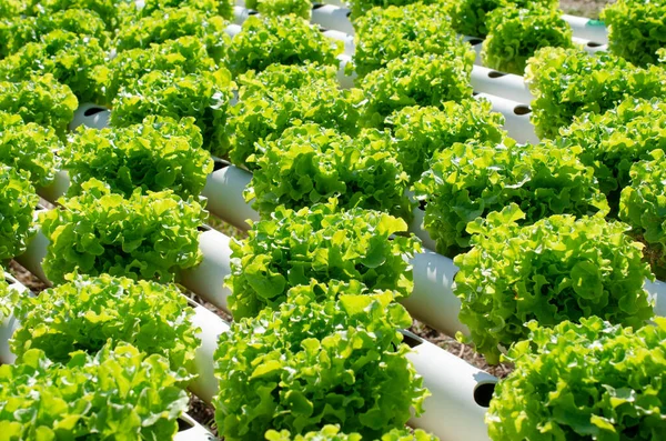 Gıda üretim teknolojisi konsepti için sabah güneşi altında hidroponik çiftlikte taze lahana sebzesi.