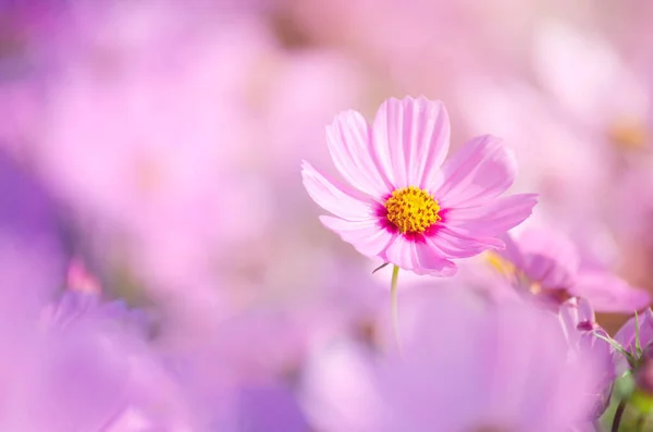 Закритий Красивий Який Рожевий Молодий Єдиний Квітка Космосу Над Розмитим — стокове фото