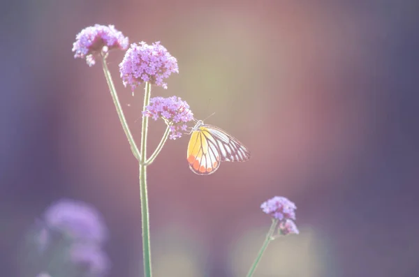 Piccola Farfalla Carina Appesa Sul Fiore Verbena Sfondo Natura Sfocata — Foto Stock