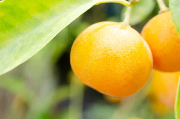 Stängd Upp Mogen Liten Apelsin Frukt Över Suddig Naturlig Grön — Stockfoto