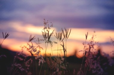 Closed up wild grass flower in dakr tone over blur nature background of sunset landscape