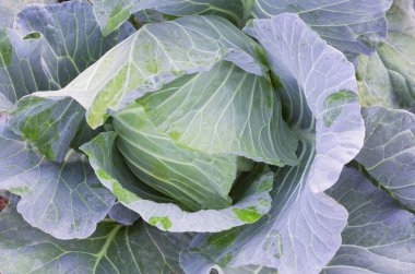 Çiftlikteki taze organik lahana sebzeleri hasat için hazır. Tarım çiftliği ya da vegan gıda üretimi kavramı