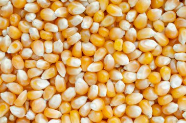 Çiftlikten hasat edildikten sonra kurutulmuş organik mısır tohumu yığını ekmeye ya da pişirmeye hazır.