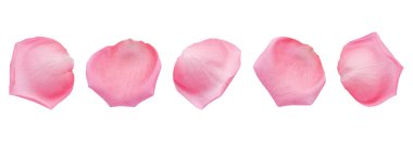 Yumuşak pastel pembe gül yapraklı grup beyaz arka planda kırpma yolu ile izole