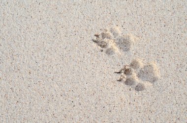 Yaz ya da tatil zamanı kumsalda şirin köpek ayak izleri.
