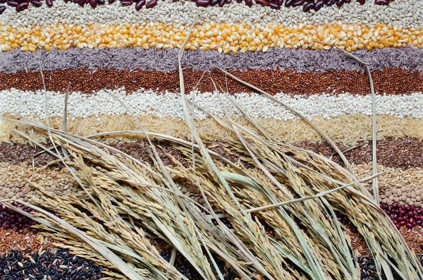 Oreja Arroz Orgánico Seco Sobre Fondo Rayas Cereales Granos Naturales — Foto de Stock