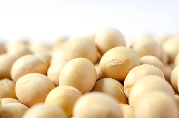 Closed Dry Organic Soybean Seed Pile White Background Concept Healthy — Stock Photo, Image