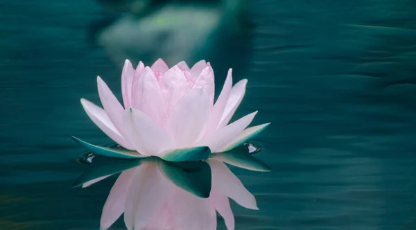 Closed Sweet Soft Pink Lotus Water Lily Flower Dark Blue — Stock Photo, Image