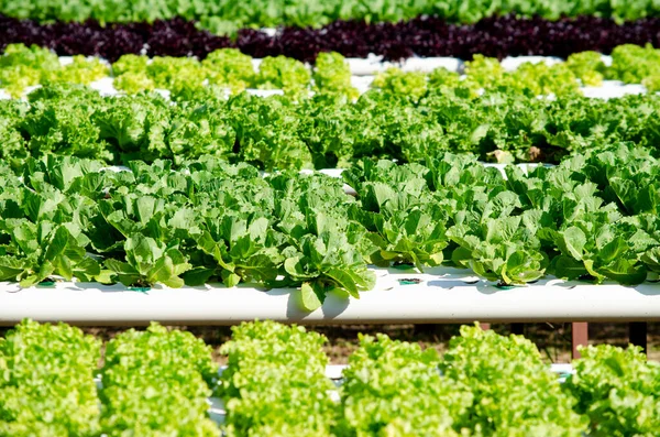 Grupa Świeżych Warzyw Sałaty Zielonej Gospodarstwie Hydroponicznym Pod Rannym Słońcem — Zdjęcie stockowe