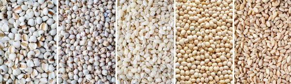 Recolección Cereales Orgánicos Raya Semillas Grano Consistieron Lágrimas Trabajo Mijo — Foto de Stock