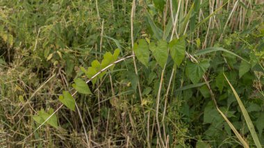 Bir bitkinin gövdesine sarılmış ot bağlamak