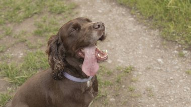 Çalışan cocker spaniel koştuktan sonra oturdu.