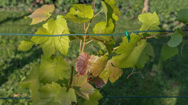 Dornfelder Germanska Vinrankor Ändrar Färg — Stockfoto