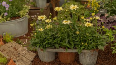 Papatyalı metal tencereler.