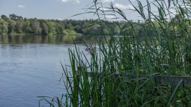 Rüzgarda esen bir gölün kenarındaki otlar