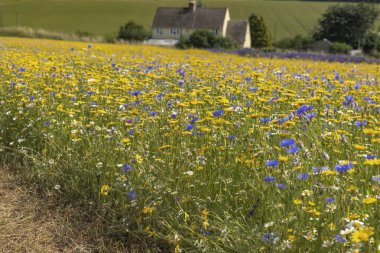 Arka planda mısır, papatya ve yonca içeren yabani çiçek çayırı.